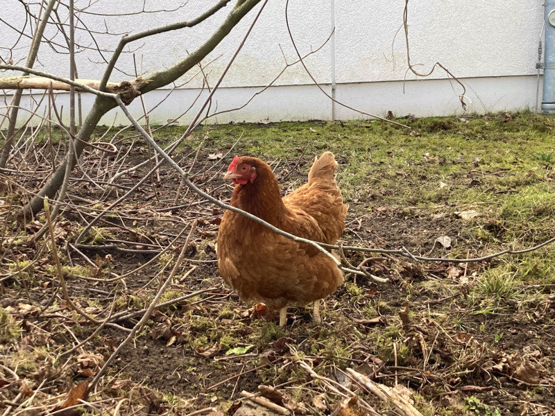 Die H&uuml;hner sind da