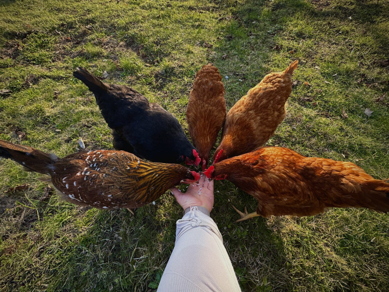 Die wilden Hühner sind zurück